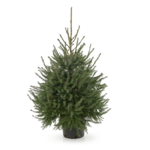 Picea Omorika Zilverspar Kerstboom