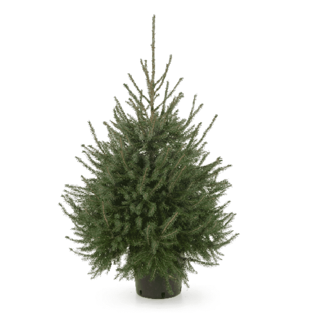 Picea Omorika Zilverspar Kerstboom 1.50 tot 1.75m Oranje